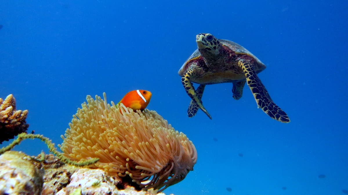 Вся страна: Ограничения и запреты